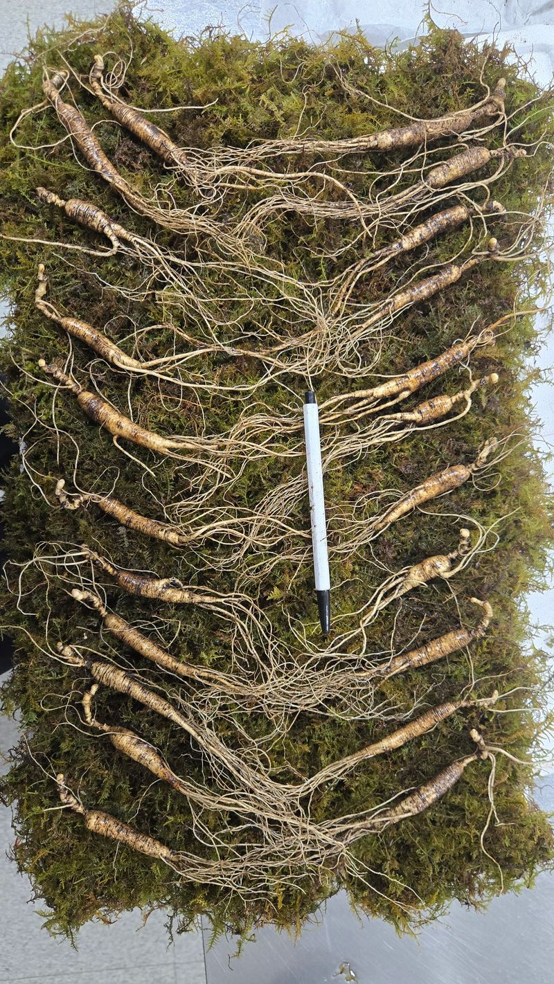 이규성님의 장터 판매 상품 [품질 좋은 13년근 산양삼 정삼 대 사이즈 저렴하게 판매 합니다] 첨부 사진