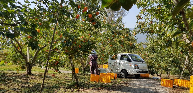 하동삼삼오오님의 장터 판매 상품 [악양 단감] 첨부 사진