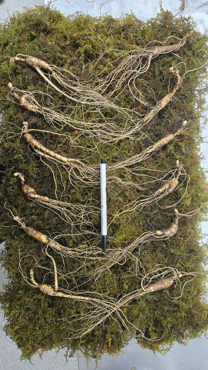 이규성님의 장터 판매 상품 [품질 좋은 13년근 산양삼 정삼 대 사이즈 저렴하게 판매 합니다] 첨부 사진