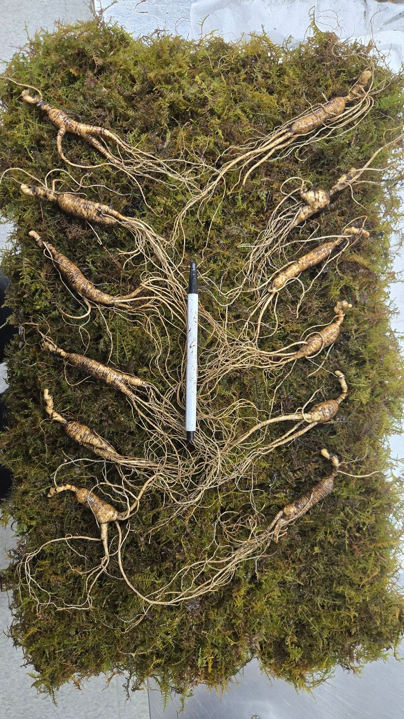 이규성님의 장터 판매 상품 [품질 좋은 13년근 산양삼 정삼 대 사이즈 저렴하게 판매 합니다] 첨부 사진