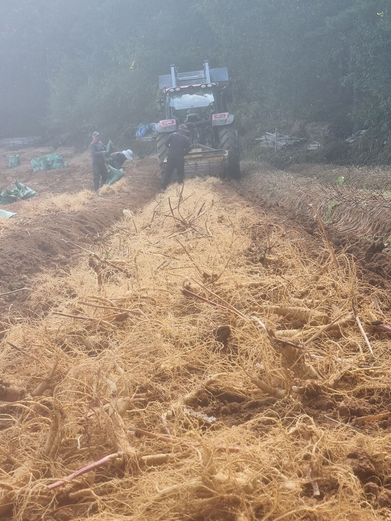 장터 상품 [세척인삼 700g] 썸네일