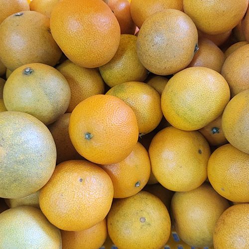 장터 상품 [제주 노지 황금향 2kg 3kg 무료배송] 썸네일