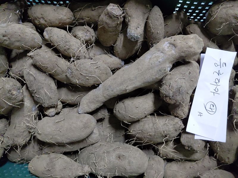 정보센터님의 장터 판매 상품 [단오마와주아. 왕토란종구, 둥근대마(열대마)] 첨부 사진