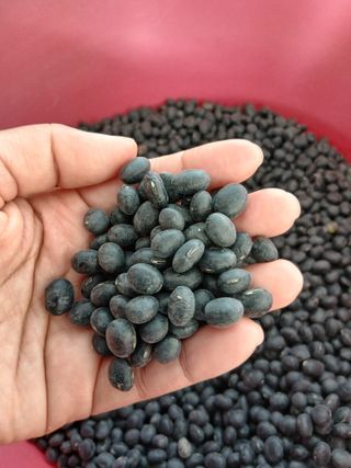 SARIFUDIN YASINTA MARYAMA님의 자유주제 · 자유게시판 작성글 사진