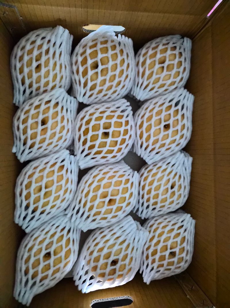 윤성한님의 장터 판매 상품 [[농장직판 특가] 100% 안동 햇배로 만든 순수 배즙(120ml 50포, 택배비포함)] 첨부 사진