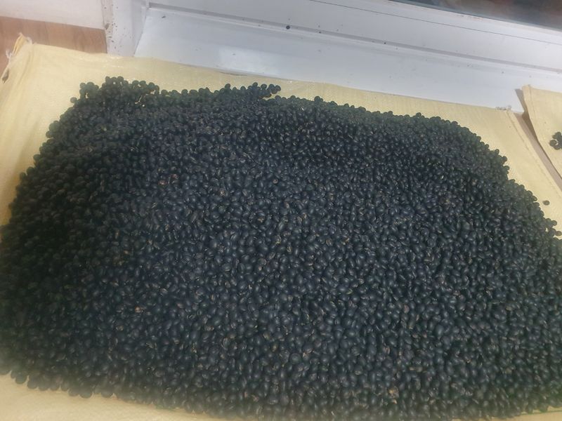 남궁호님의 장터 판매 상품 [2025산 속청(새바람) 서리태 ] 첨부 사진