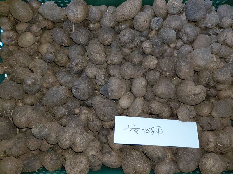 정보센터님의 장터 판매 상품 [단오마와주아. 왕토란종구, 둥근대마(열대마)] 첨부 사진