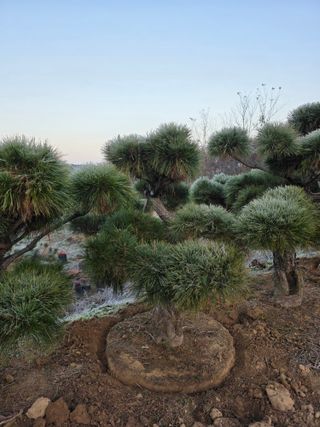 작은소나무님의 자유주제 · 사진전 작성글 사진