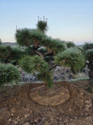 작은소나무님의 자유주제 · 사진전 작성글 사진