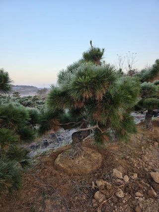 작은소나무님의 자유주제 · 사진전 작성글 사진