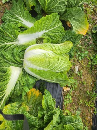 성재조경님의 자유주제 · 자유게시판 작성글 사진