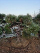 팜모닝 자유주제·사진전 게시글 이미지