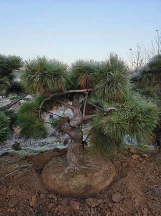 작은소나무님의 자유주제 · 사진전 작성글 사진