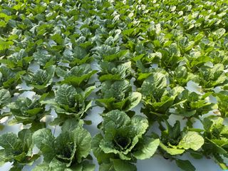 바른농산님의 자유주제 · 자유게시판 작성글 사진