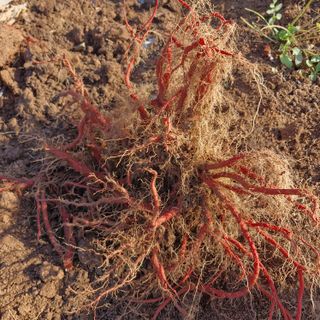 김영준님의 자유주제 · 자유게시판 작성글 사진