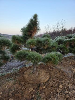 작은소나무님의 자유주제 · 사진전 작성글 사진
