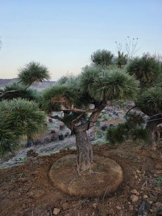 작은소나무님의 자유주제 · 사진전 작성글 사진