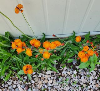 고추건조기부품판매님의 자유주제 · 자유게시판 작성글 사진