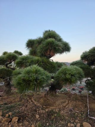 작은소나무님의 자유주제 · 사진전 작성글 사진