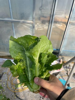 바른농산님의 자유주제 · 자유게시판 작성글 사진