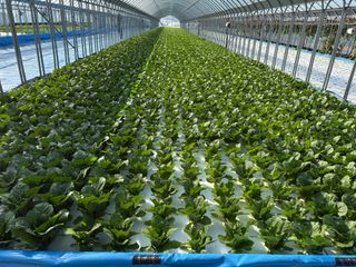 바른농산님의 자유주제 · 자유게시판 작성글 사진