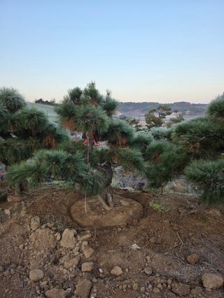 작은소나무님의 자유주제 · 사진전 작성글 사진