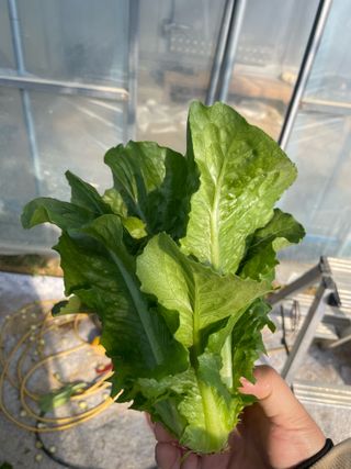 바른농산님의 자유주제 · 자유게시판 작성글 사진