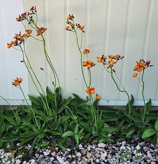고추건조기부품판매님의 자유주제 · 자유게시판 작성글 사진