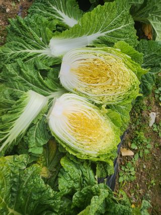 성재조경님의 자유주제 · 자유게시판 작성글 사진