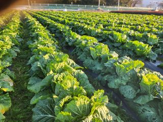 성재조경님의 자유주제 · 자유게시판 작성글 사진