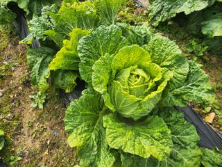 성재조경님의 자유주제 · 자유게시판 작성글 사진