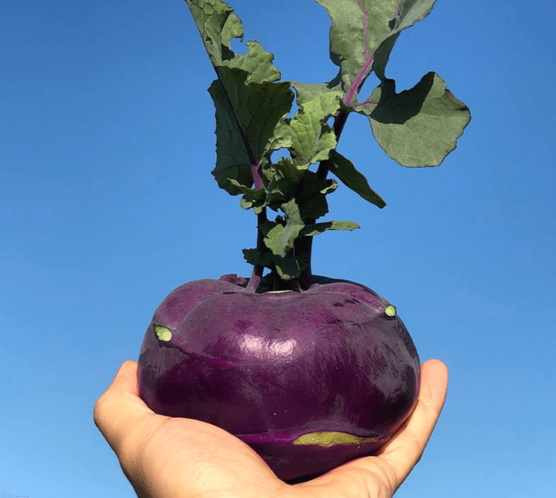 스피드번님의 장터 판매 상품 [제주 프리미엄 콜라비] 첨부 사진