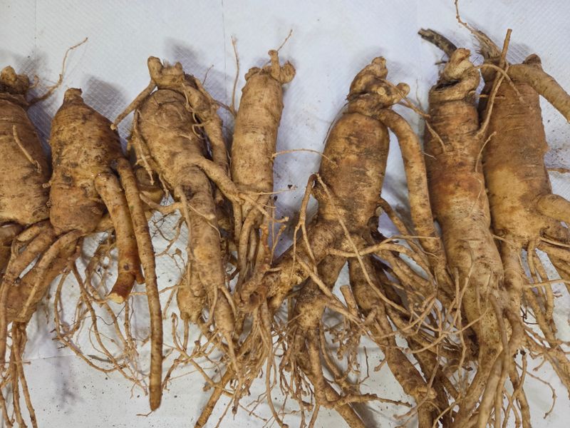 주국종님의 장터 판매 상품 [6년근 인삼 750g 중급] 첨부 사진