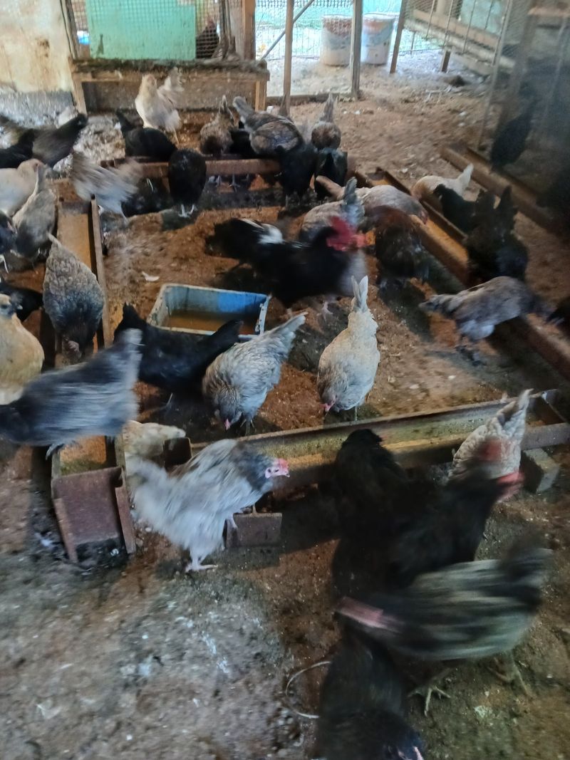 김영복님의 장터 판매 상품 [청계닭 ] 첨부 사진