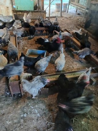 김영복님의 작성글 사진