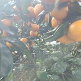 서귀포달코롬감귤농원님의 귤·수확 작성글 사진