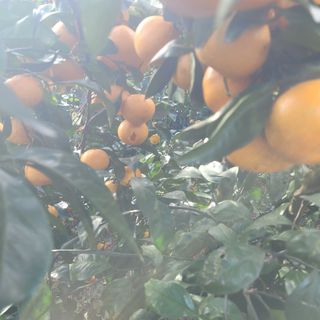 서귀포달코롬감귤농원님의 귤 · 수확 작성글 사진