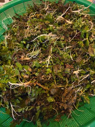 김유숙님의 기타작물 · 영농일지 작성글 사진