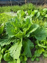 팜모닝 자유주제·자유게시판 게시글 이미지