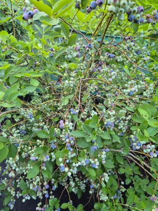 귤19190님의 작성글 사진