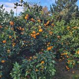 서귀포달코롬감귤농원님의 귤·수확 작성글 사진