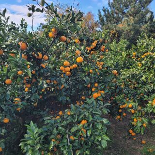 서귀포달코롬감귤농원님의 귤 · 수확 작성글 사진