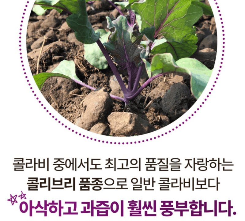 스피드번님의 장터 판매 상품 [제주 프리미엄 콜라비] 첨부 사진