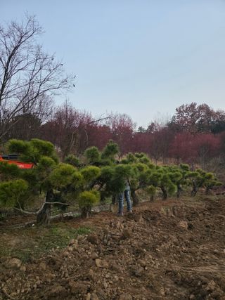 작은소나무님의 자유주제 · 사진전 작성글 사진