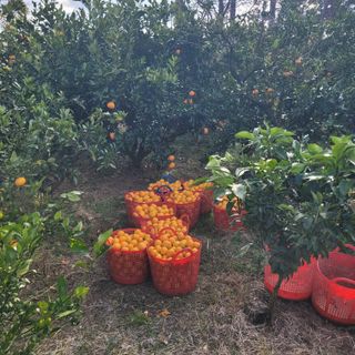 서귀포달코롬감귤농원님의 귤·수확 작성글 사진