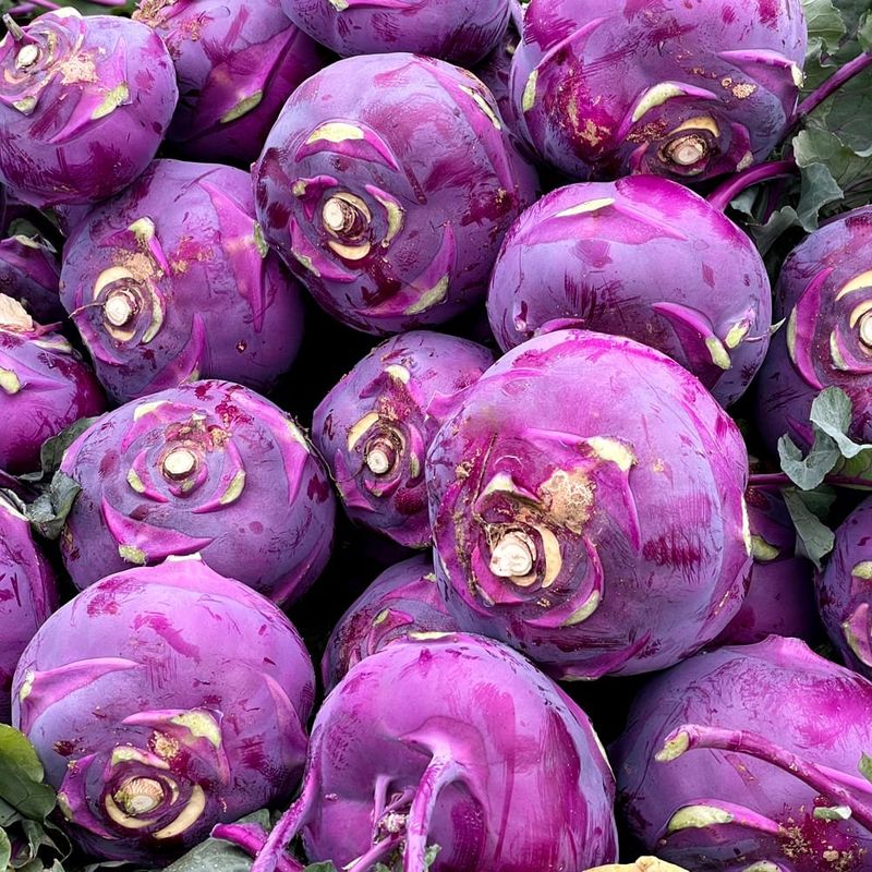 장터 상품 [제주 프리미엄 콜라비] 썸네일