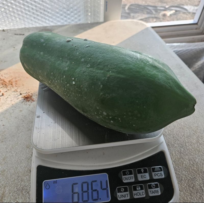 플럼코트 님의 장터 판매 상품 [그린파파야 2kg] 첨부 사진