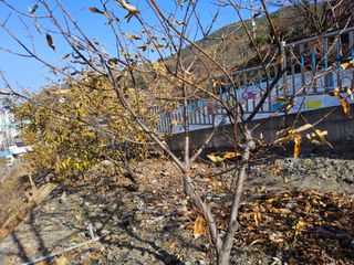 김용대님의 자유주제 · 자유게시판 작성글 사진