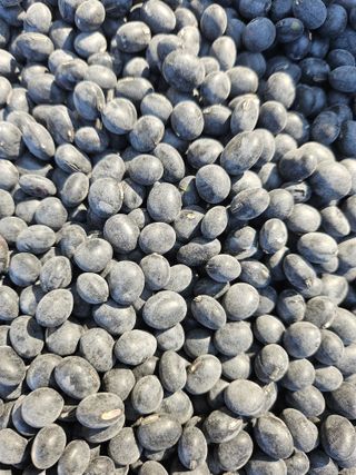 녹우농장님의 자유주제 · 자유게시판 작성글 사진