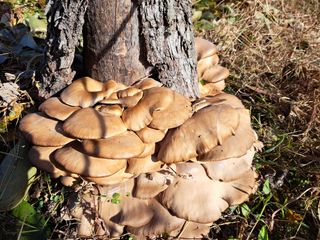 낙엽교목류21908님의 자유주제 · 자유게시판 작성글 사진
